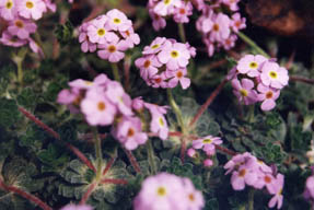 Androsace sempervivoides